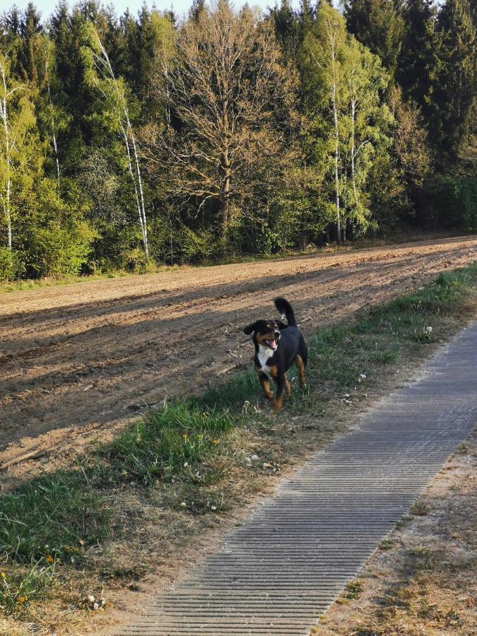 Woferlhof, Ferienhof Boxhorn Böbrach Exteriér fotografie
